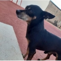 Cãozinho Desaparecido