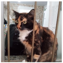 Gatinha Desaparecida